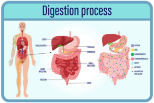 Daily Habits for a Healthy Digestive System - Your Guide to a Healthier