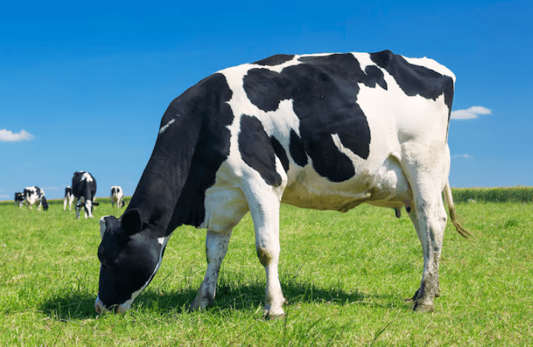 Is Dairy Bad for Gut Health?