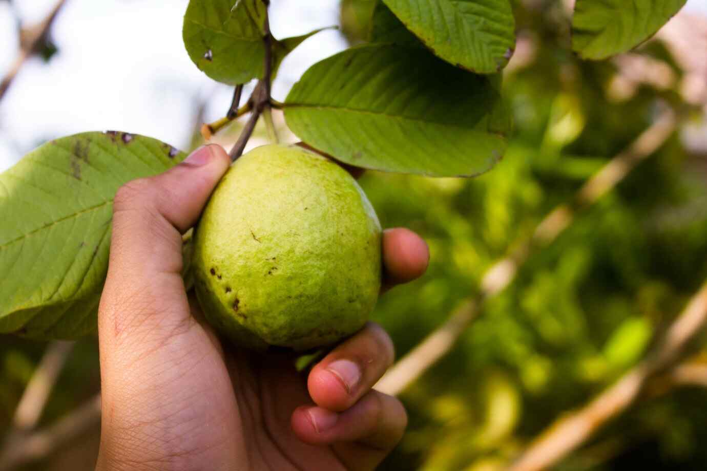 Top Health Benefits of Guava