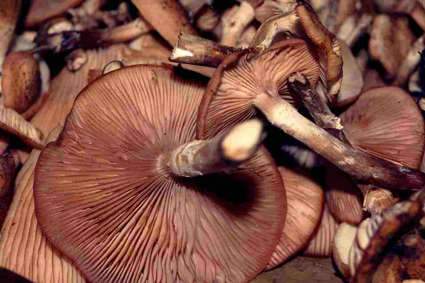 Top Medicinal Mushrooms & Their Health Benefits