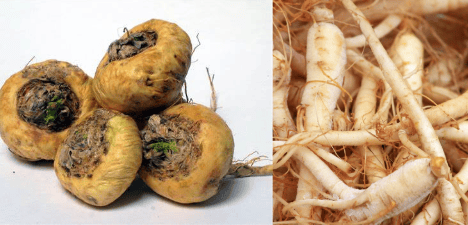 Maca Root vs Ginseng