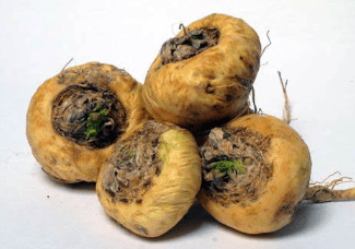 Maca Root
