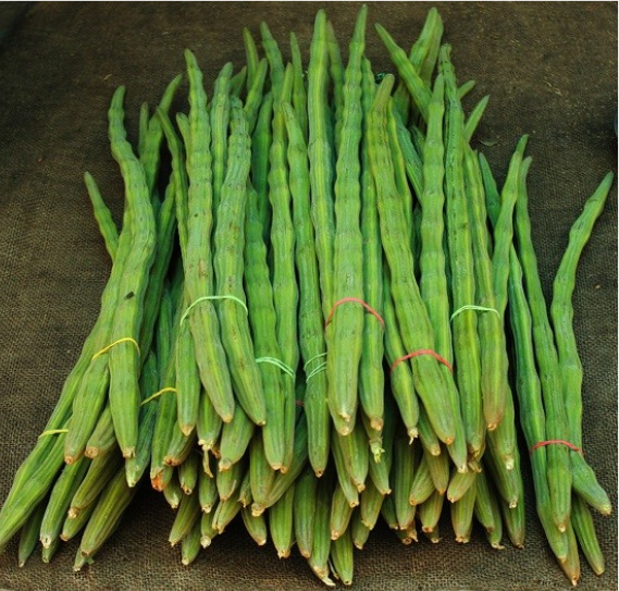 Health Benefits of Drumstick