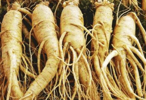 Panax vs American Ginseng