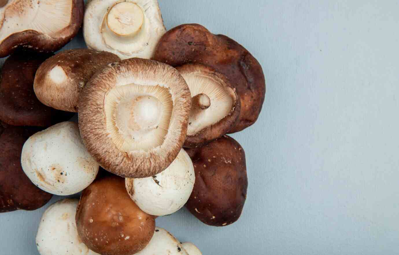 Top Anti-Aging Mushrooms Backed by Science