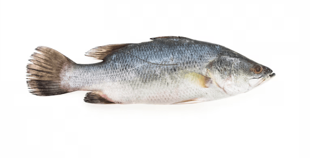 Is Catfish Healthy?