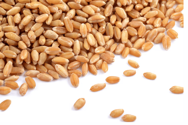 Is Wheat Bad for You?