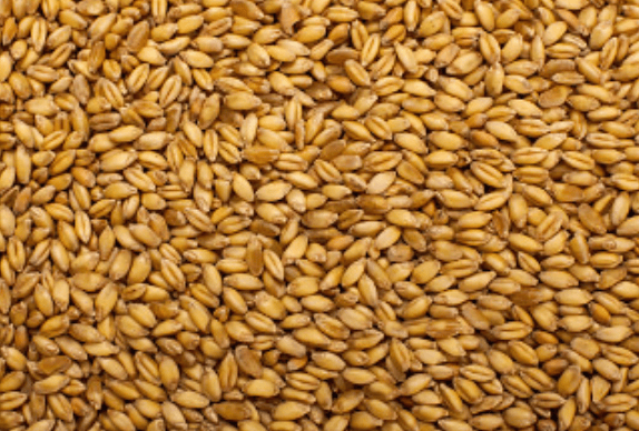 Is Barley Healthy?