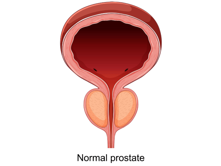 What Is the Normal Prostate Size? Key Facts Men Should Know