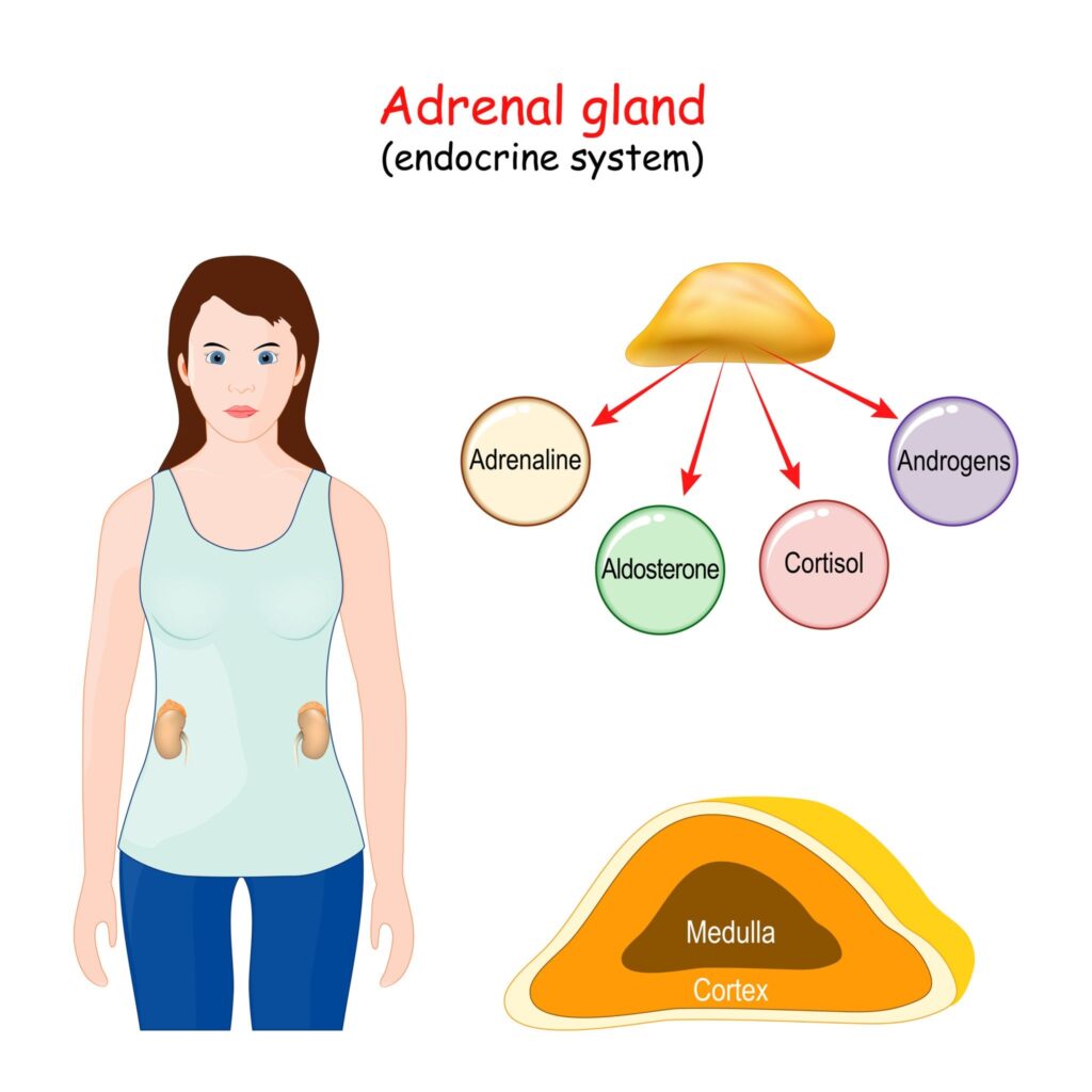 Adrenal gland. Human endocrine system