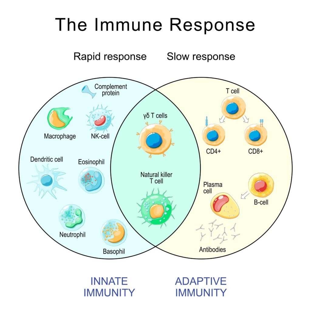 Immune System 